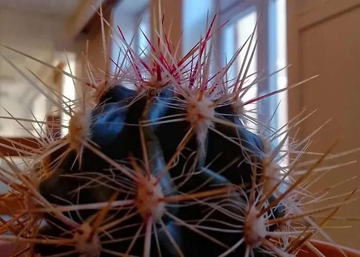 Mooi Garni Friedrichstadt